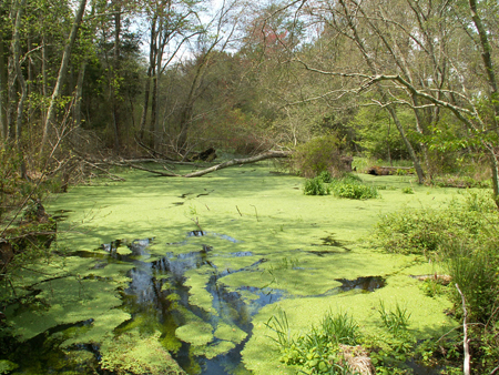 Hammonton Creek